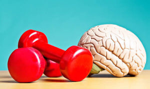 A model brain sits next to exercise weights. Metaphor for heavyweight intellects, or a reminder that exercise helps your circulation, so as well as keeping your body fit, it also keeps you mentally active and healthy brain