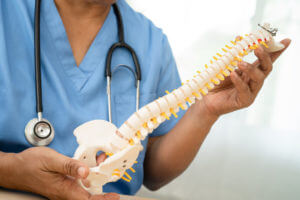 An image of an Asian doctor holding a model of spinal nerves and bones.