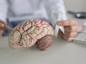 Doctor demonstrating brain structure with model and detail, highlighting blood vessels for educational purposes.