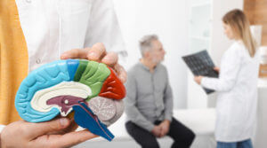 Doctor neurologist explains brain function using brain anatomical model during a consultation with a traumatic brain injury (TBI) patient in medical clinic.